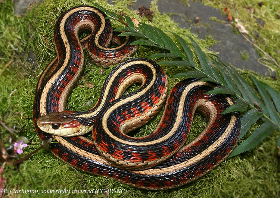 snake_Flaxington_CC-BY-NC_credits