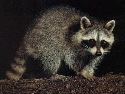 chvelighujaji_raccoon