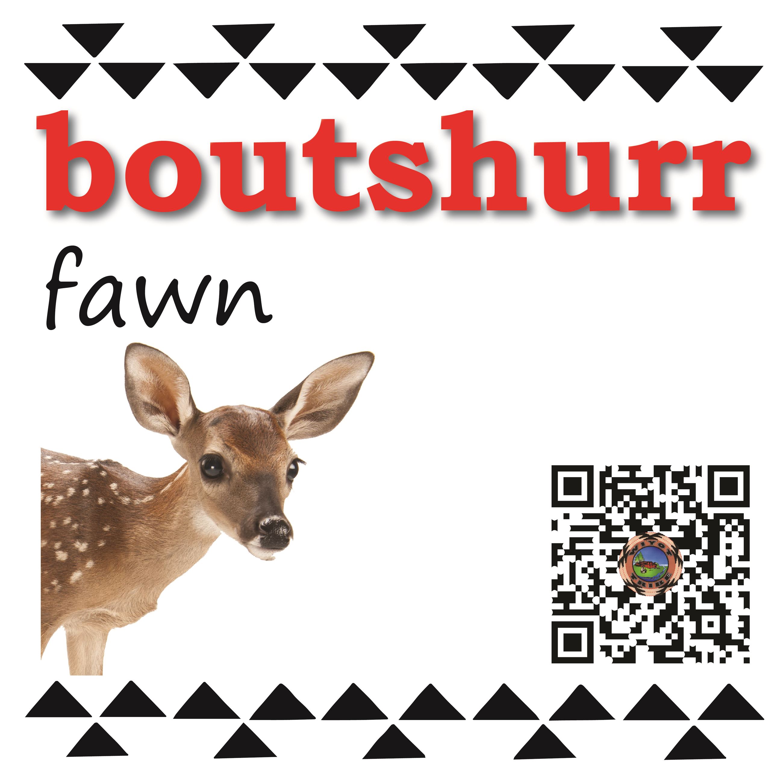 boutshurr (fawn)