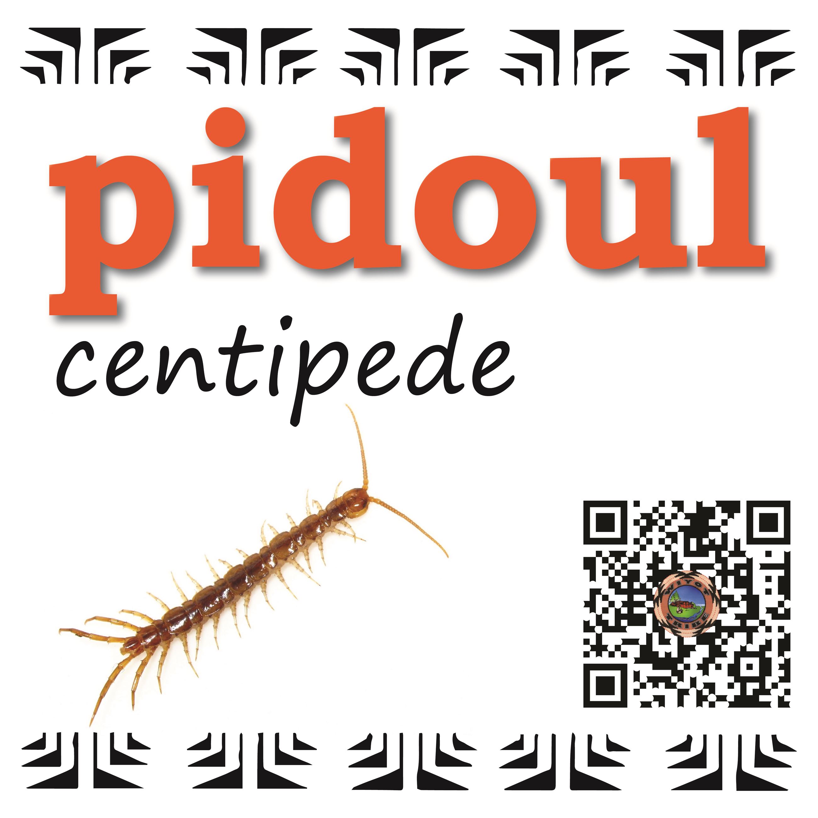 pidoul (centipede)