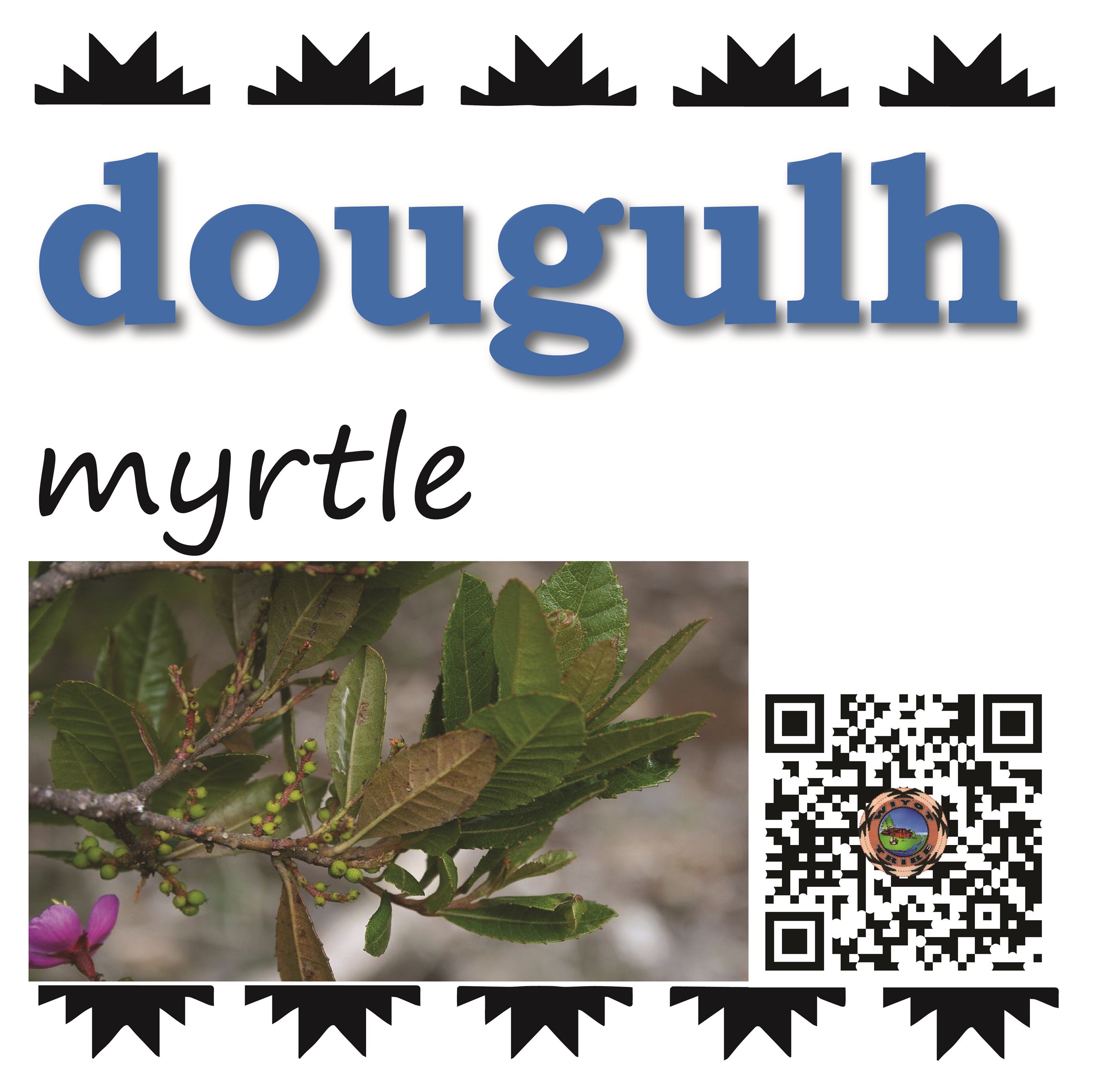 dougulh (myrtle)