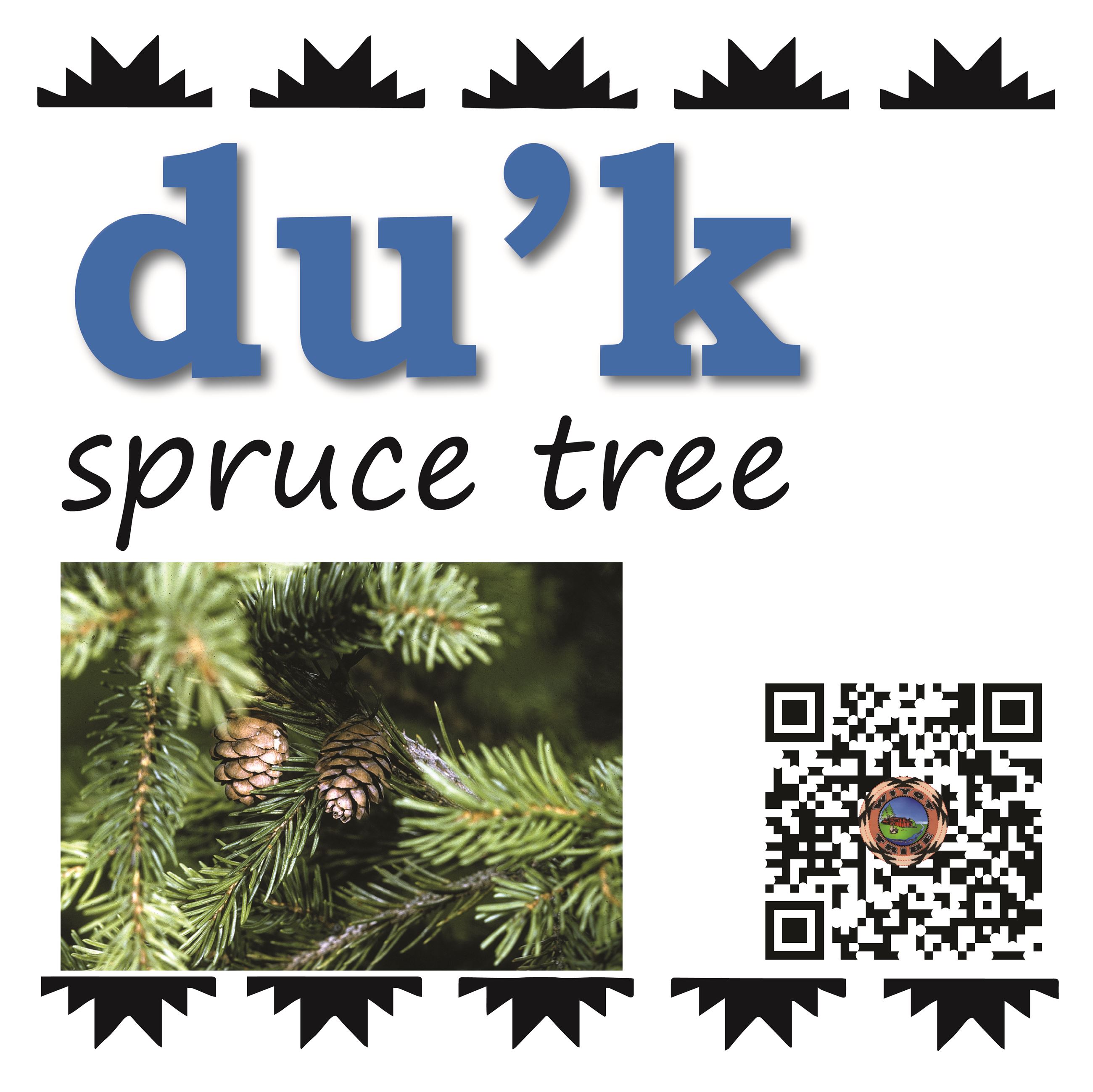 du’k (spruce tree)