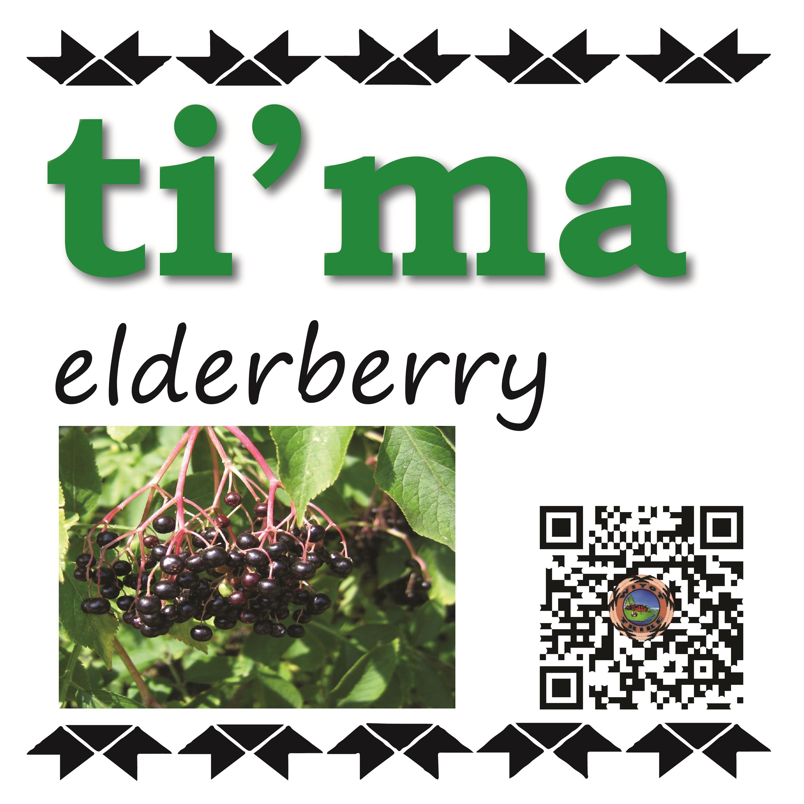 ti’ma (elderberry)