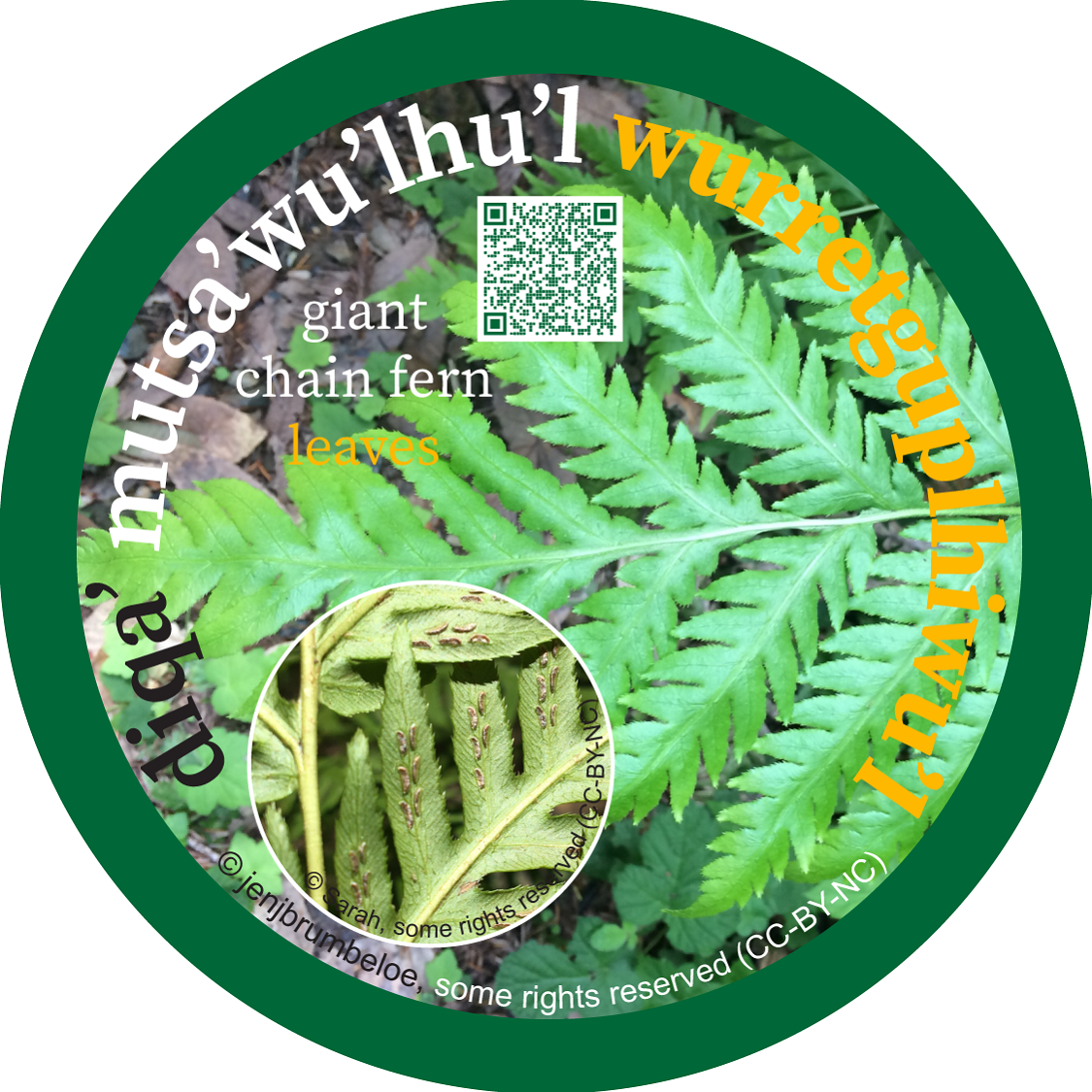 diqa_mutsawulhul_wurretguplhiwul