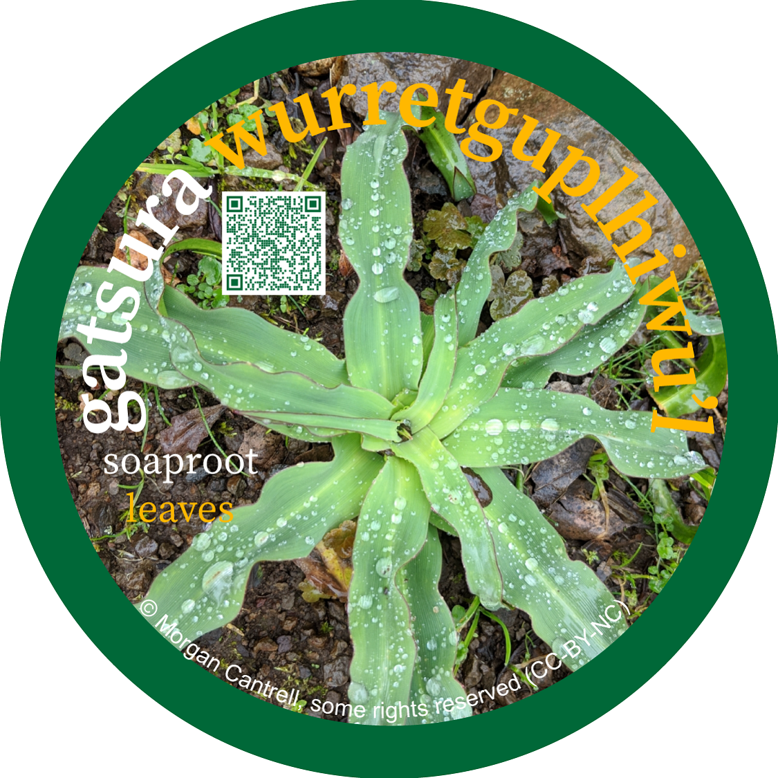 gatsura_wurretguplhiwul