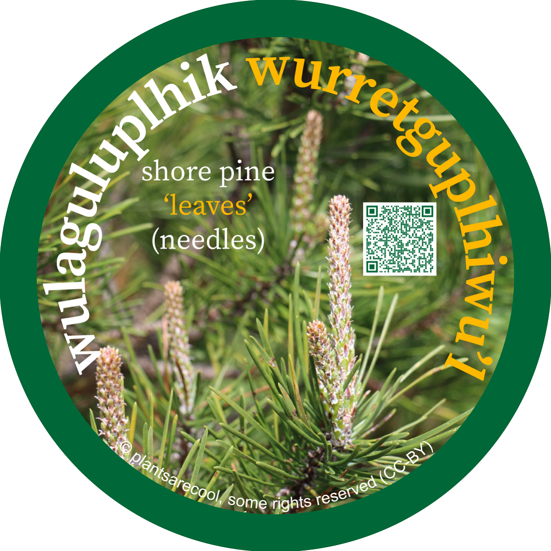 wula_guluplhik_wurretguplhiwul