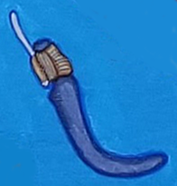 datutgatoul_adze_hebalo