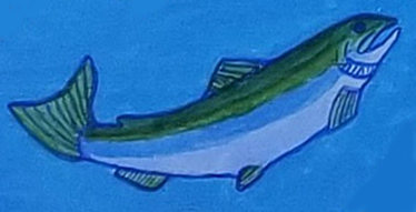 valhuk_salmon_hebalo