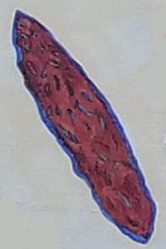 saghawilha_red_obsidian_hebalo