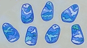 hiwat_abalone_hebalo