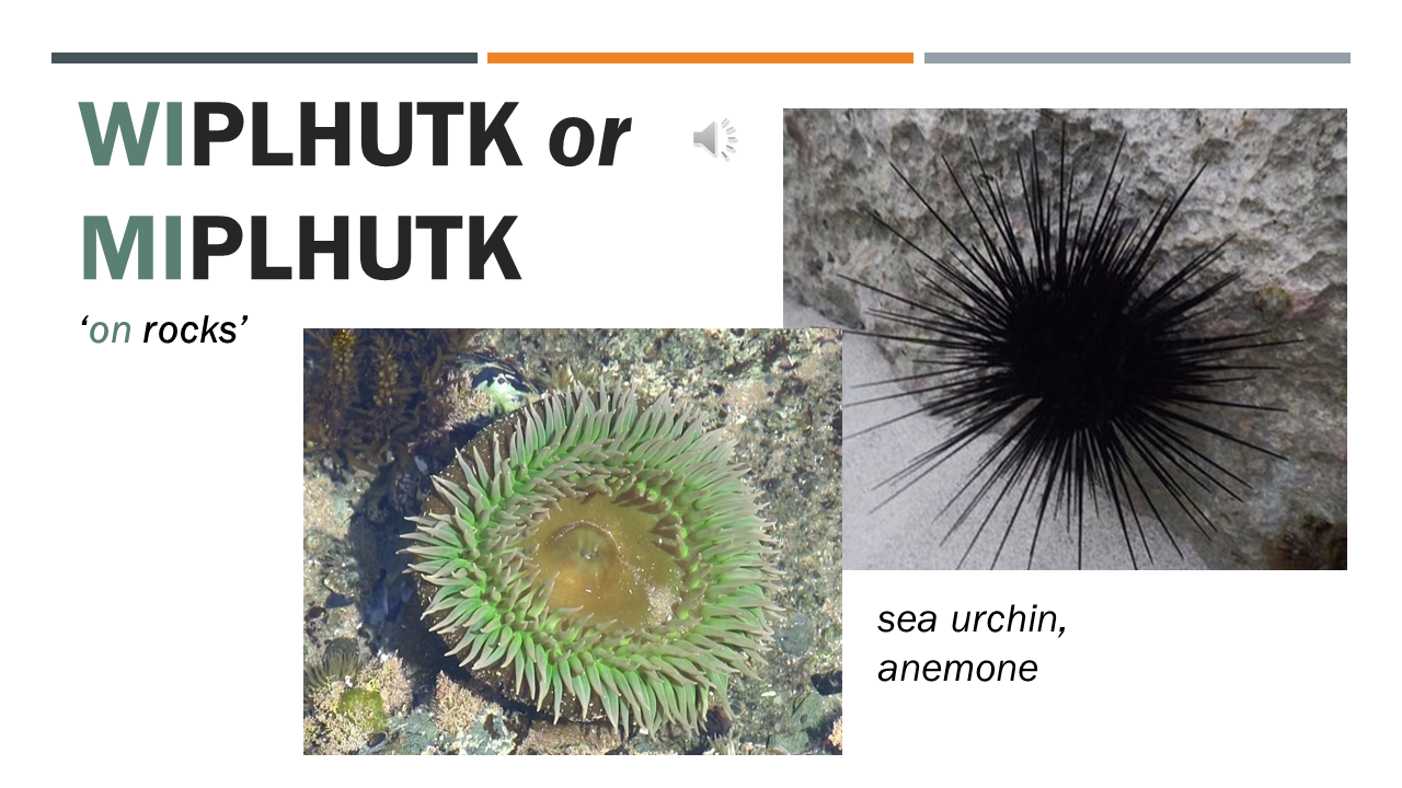 wiplhutk_miplhutk Opens in new window